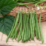 Légumes Secs - Haricot Nain Vert Skipper - face recto